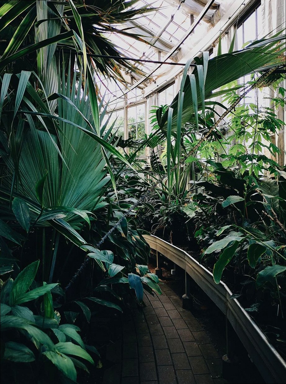 Camino entre plantas en un jardín botánico al aire libre