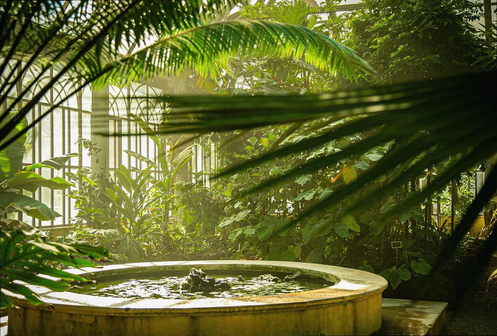 Un tranquilo jardín botánico interior en Catania, Sicilia, con luz solar filtrándose entre exuberante vegetación.