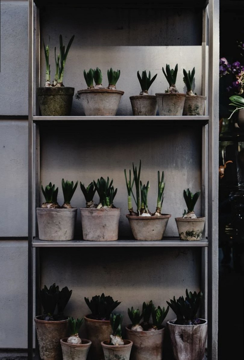 Elegante exhibición de plantas en macetas sobre estantes en una tienda de Milán, con vegetación urbana.