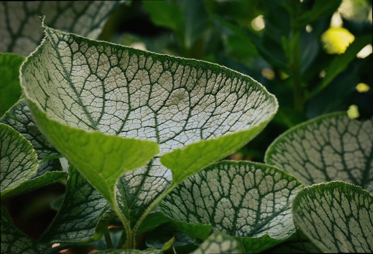 hojas, verde, macro, textura, natural, biología, nervaduras, detalles, crecimiento, árboles, ecología, orgánico, natural