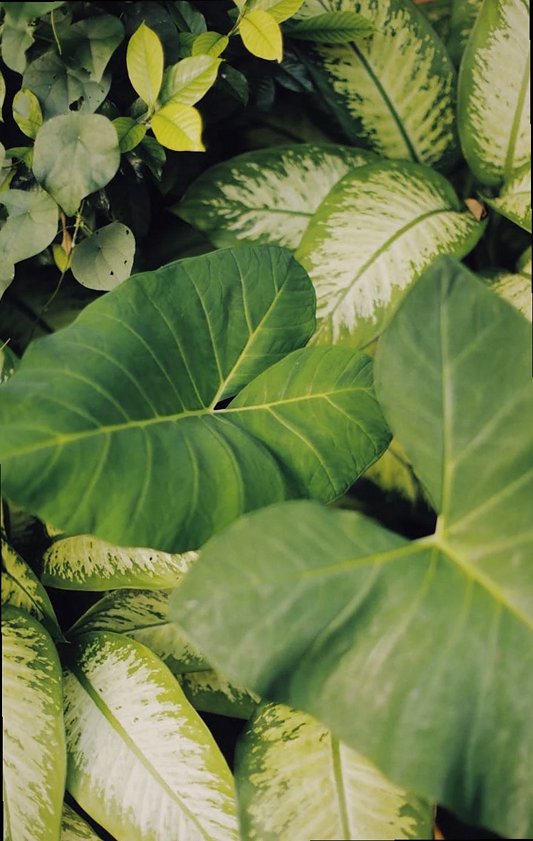 Primer plano de vibrantes hojas tropicales verdes con patrones variegados, perfectas para temas de naturaleza.