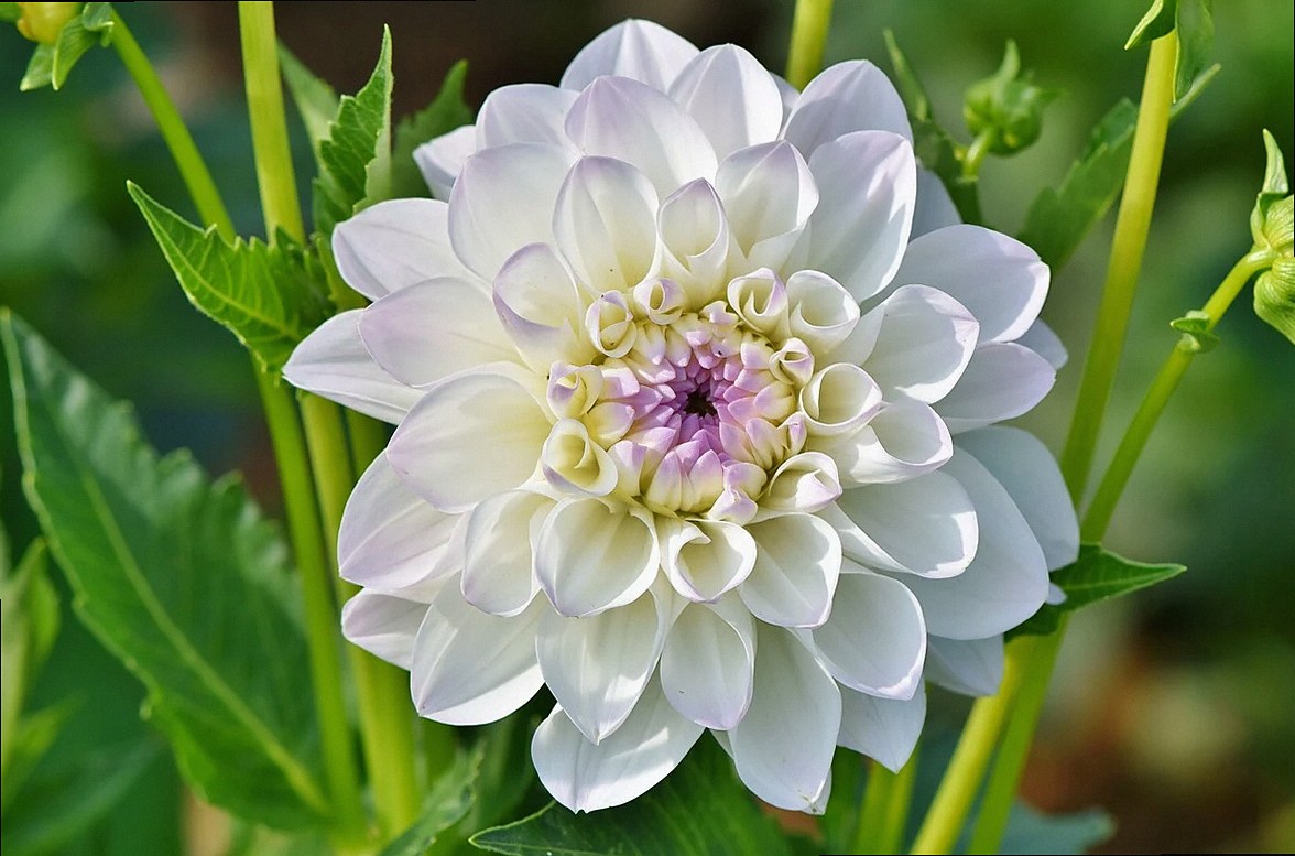 dalia, flor, fondo de flores, dalia blanca, pétalos, pétalos blancos, hojas, florecer, floración, fondo de pantalla de f